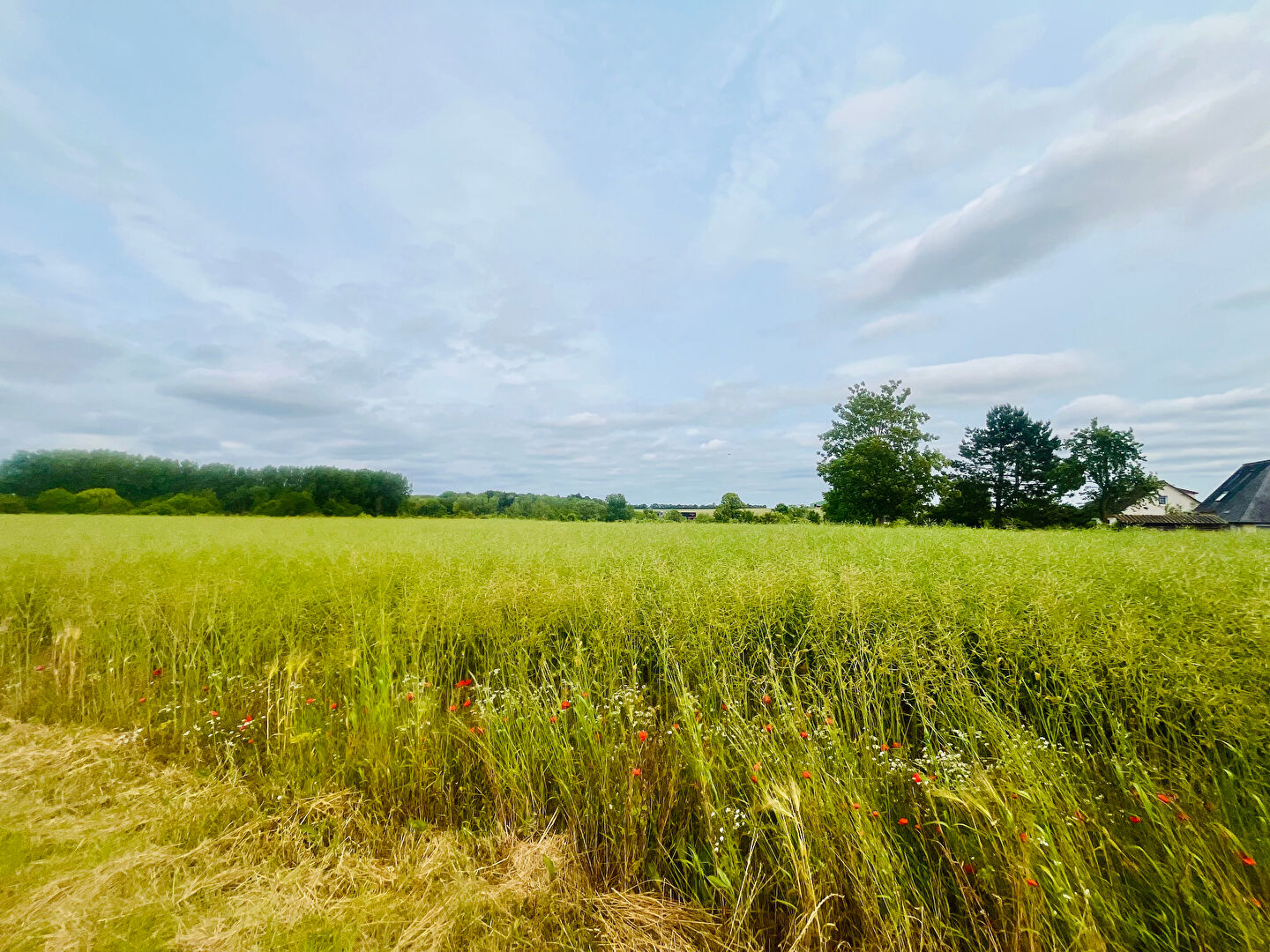 TERRAIN NORD DE CAEN CONSTRUCTIBLE 1300 m2 – 2 MAISONS POSSIBLE